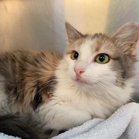 Miss Piggy — thumbnail 2