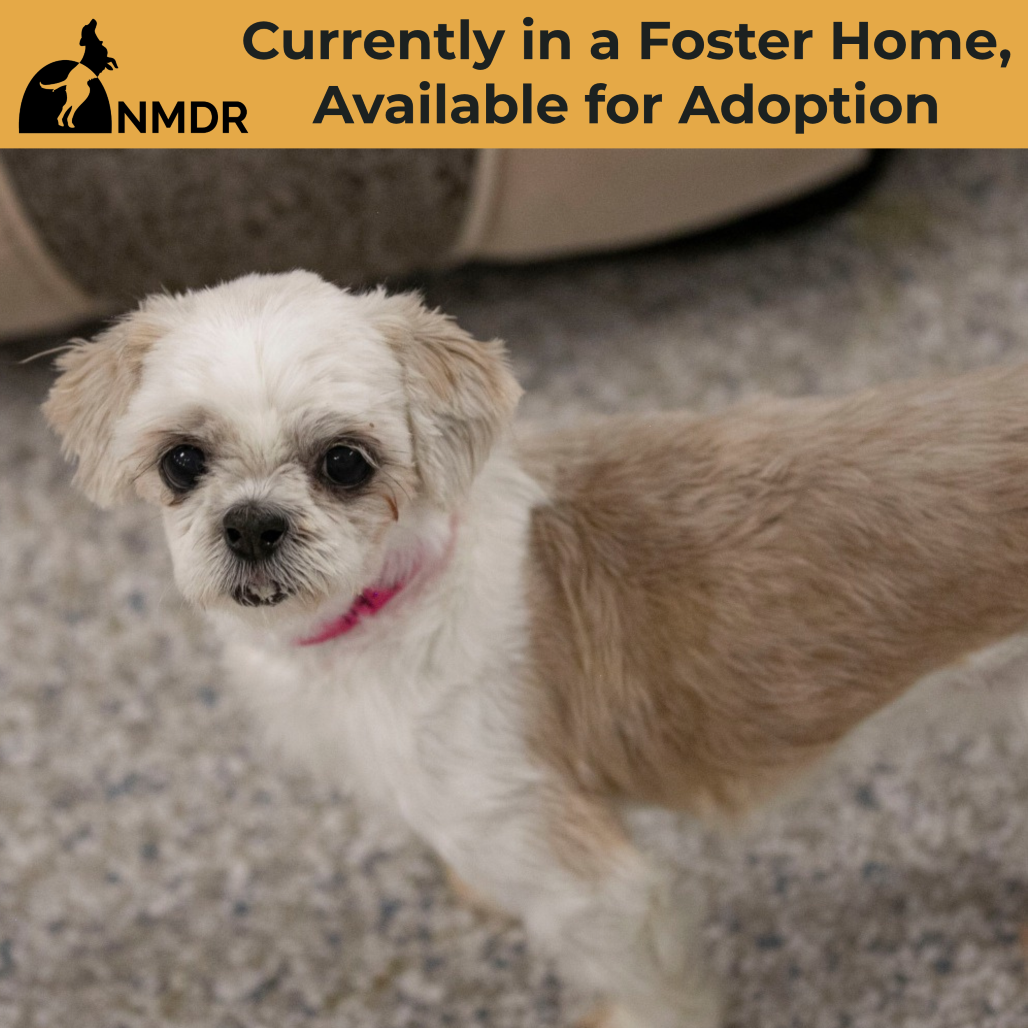 SILK (AG26-197) - Shih Tzu available for adoption