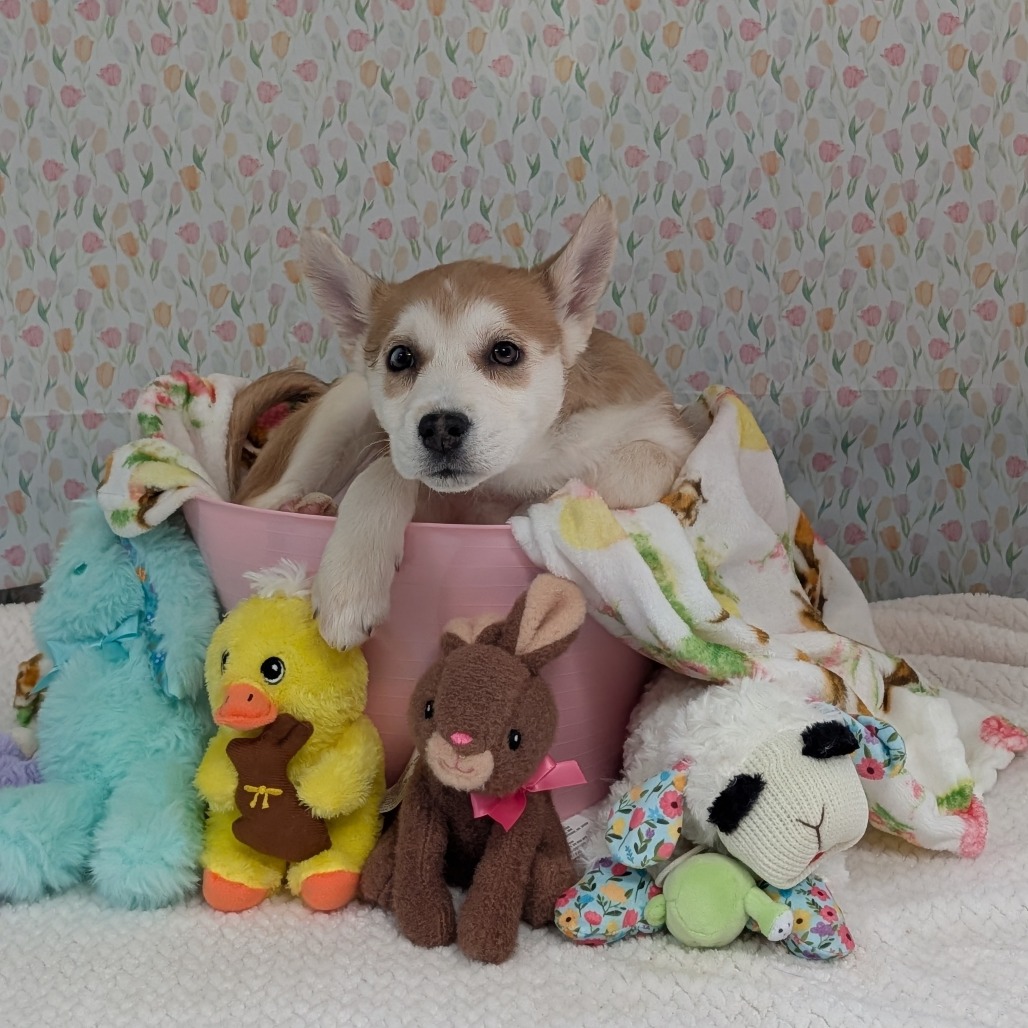 Snowboard — thumbnail 4