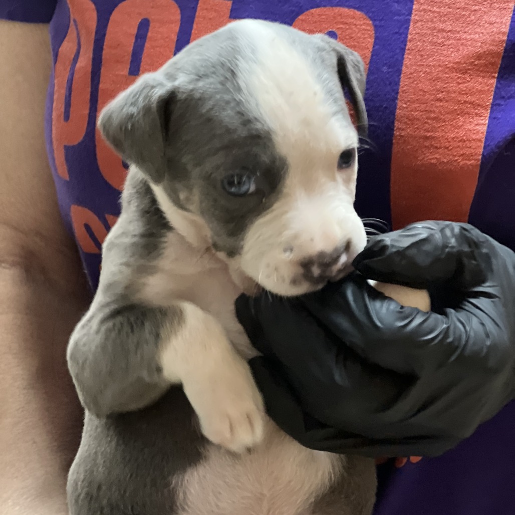 Milky Way — thumbnail 6