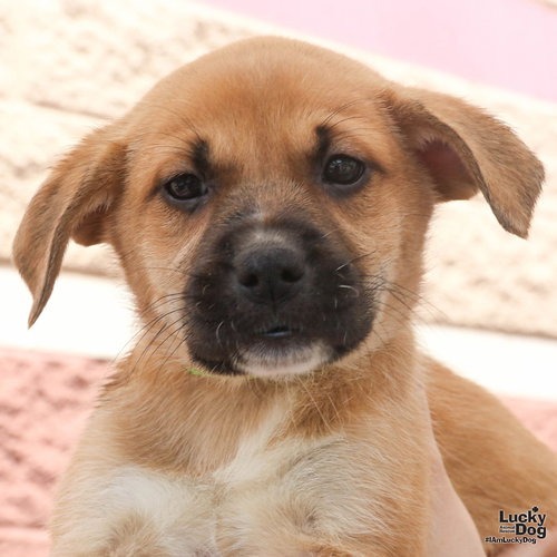 LAKOOCHA - Retriever / Shepherd available for adoption