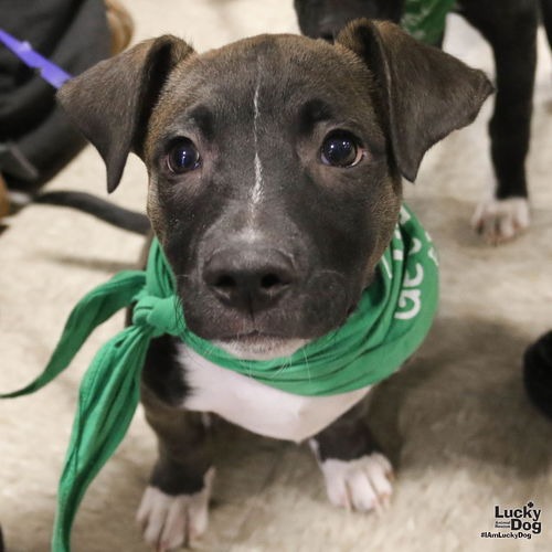 CARTER - Retriever, Labrador / Mix available for adoption