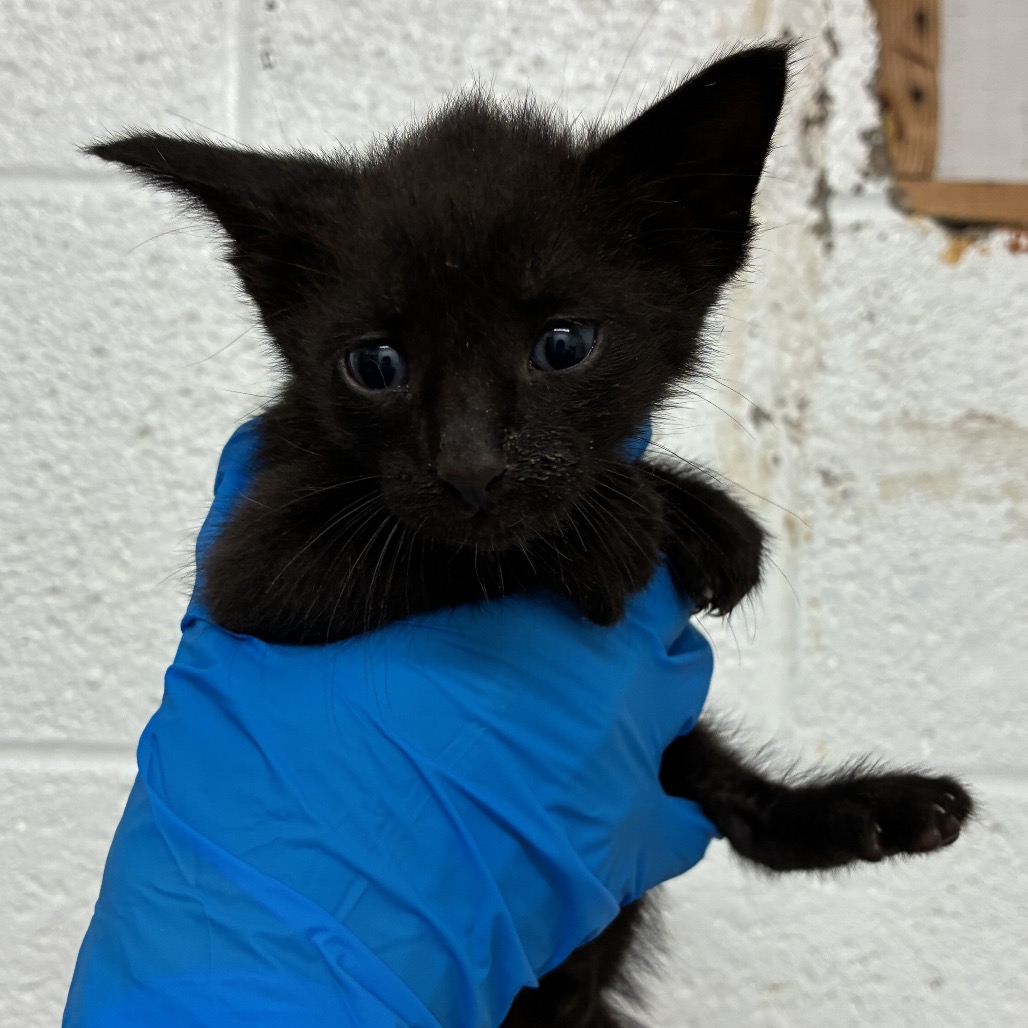 MAC - Domestic Shorthair available for adoption