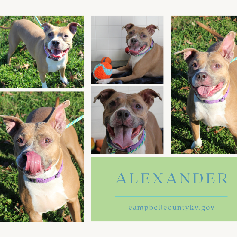 Alexander