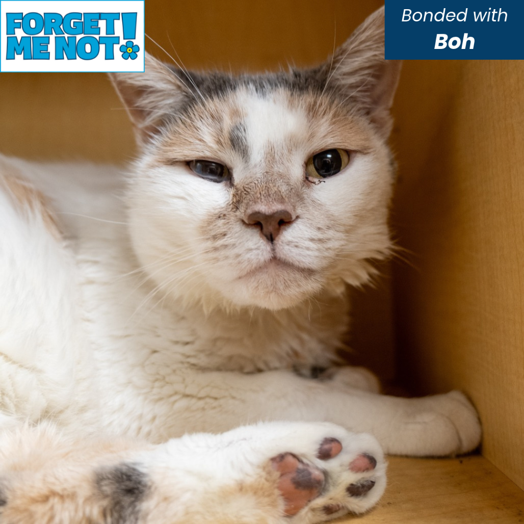 CHICKEN BISCUIT - Domestic Shorthair available for adoption