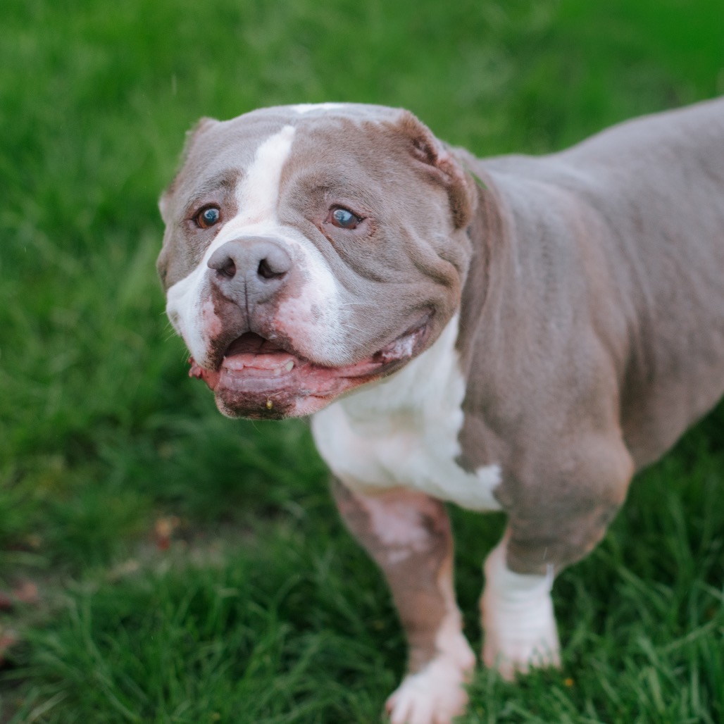 Pit Bull