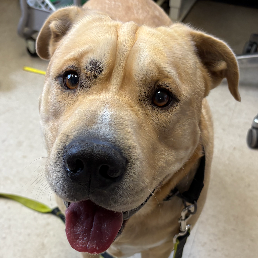 Inugami — thumbnail 2