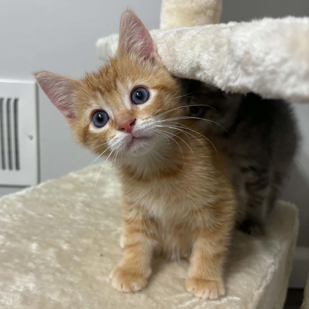 FINNEGAN - Domestic Shorthair available for adoption