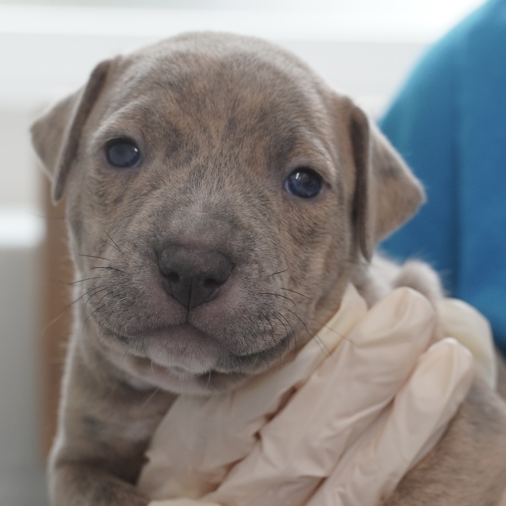 Miami Puppy - Sunshine, photo 3