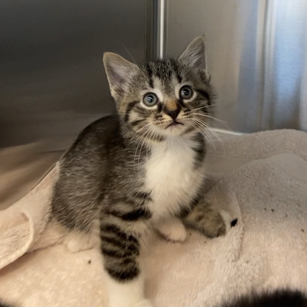 BITSY - Domestic Shorthair available for adoption