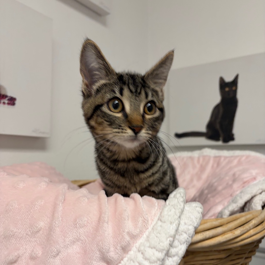 COOKIE - Domestic Shorthair available for adoption