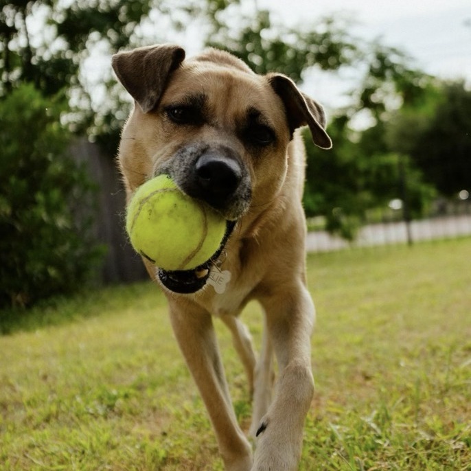 Lucchese, adoptable senior dog