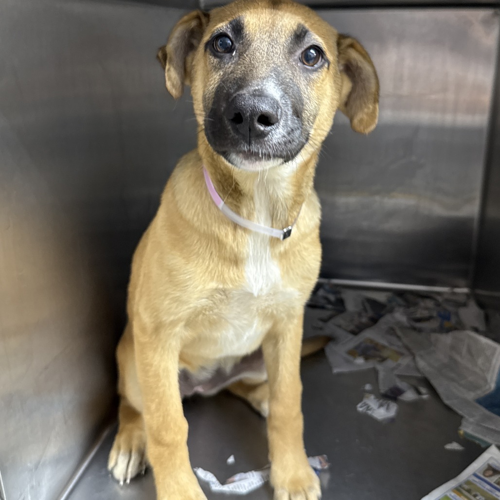 KILOMETER - Shepherd, Anatolian / Mix available for adoption