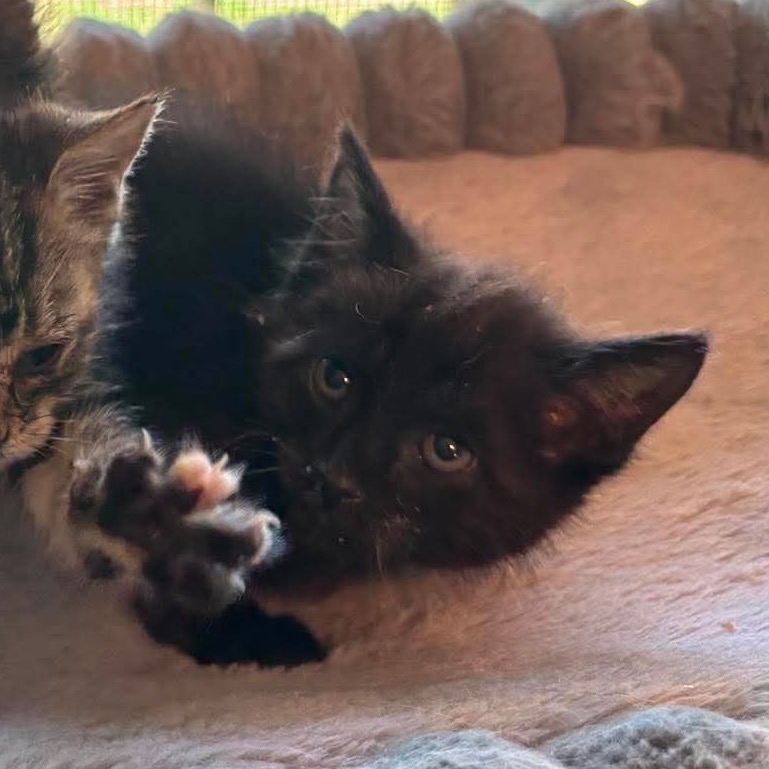 T'Challa, photo 2