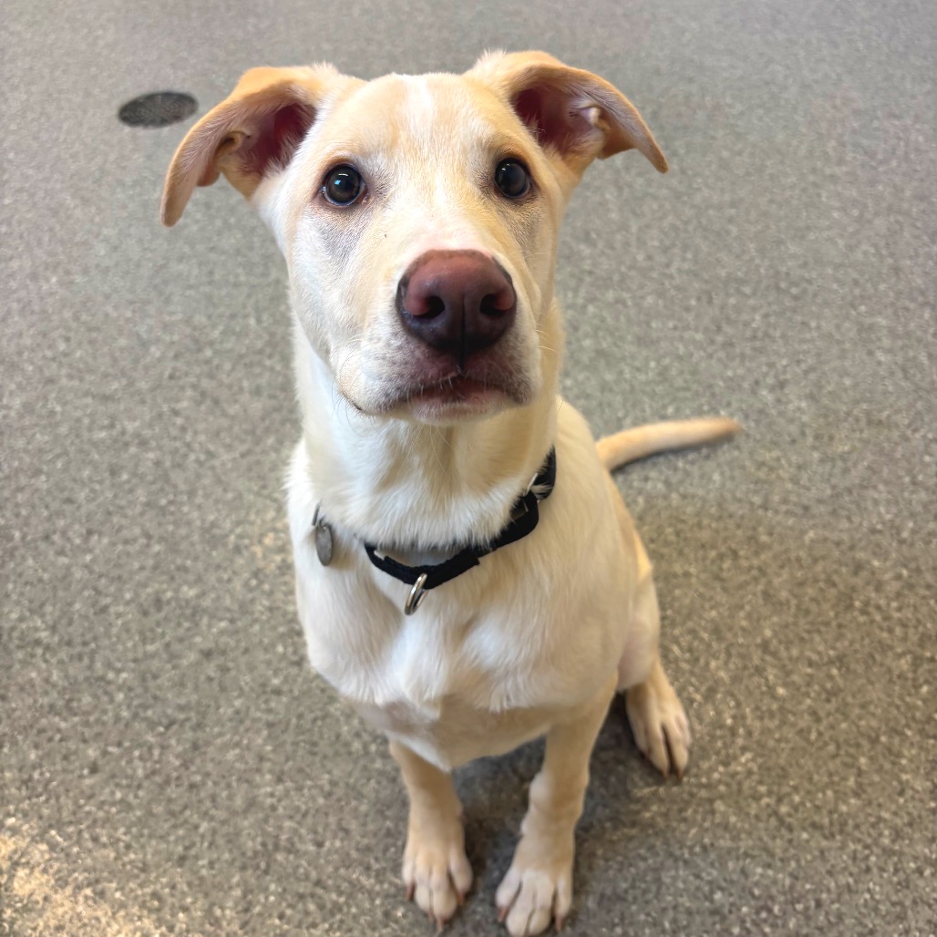 Banjo — thumbnail 4