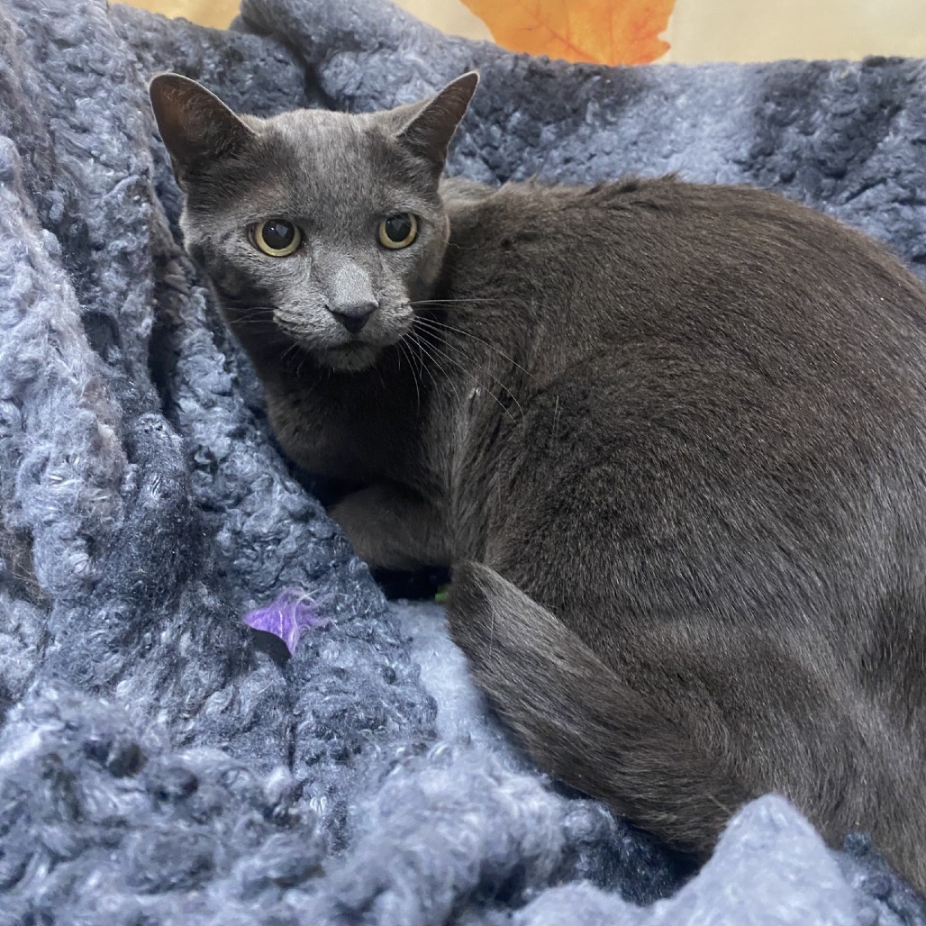 KEANU - Domestic Shorthair available for adoption