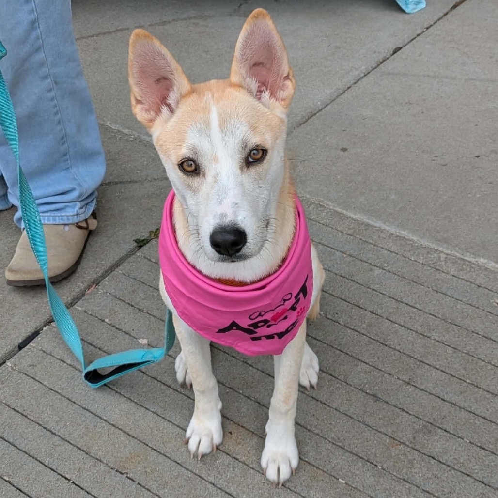 Skye, a blond puppy