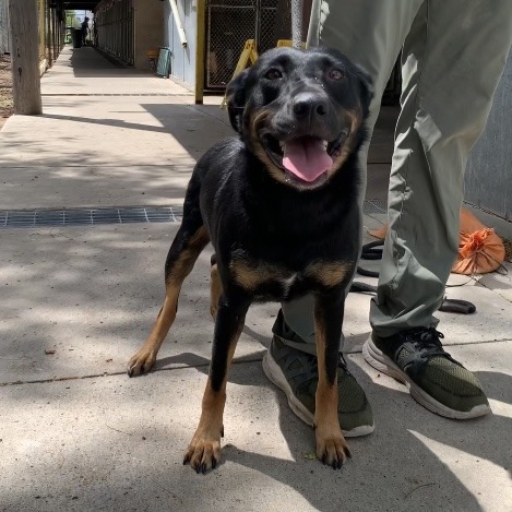ANNIE - Shepherd available for adoption