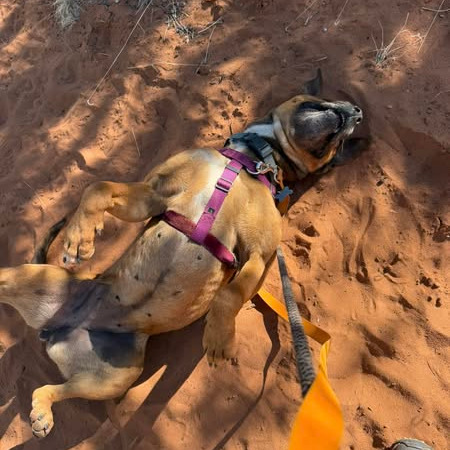 Ember, photo 18