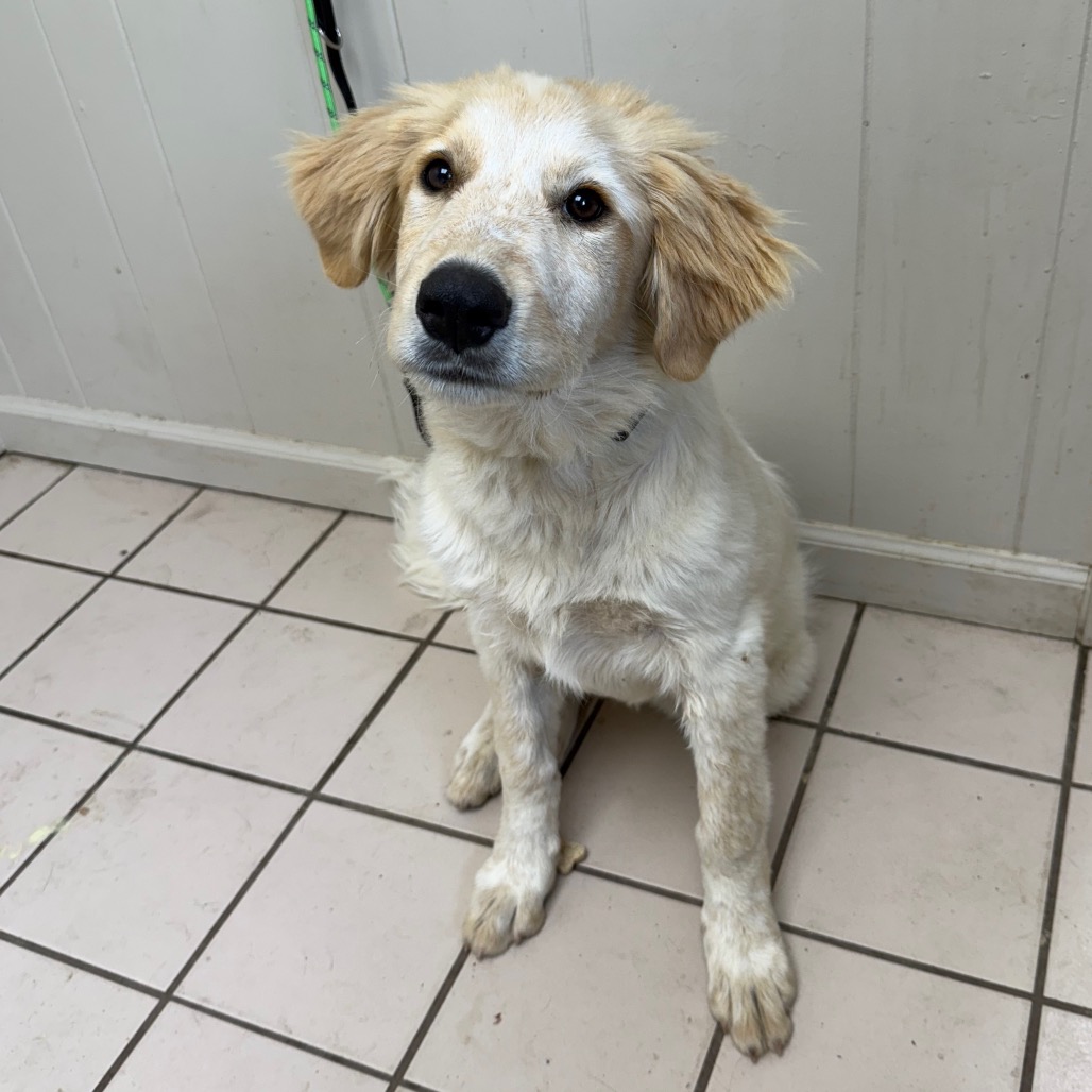  Photo of TUSC-Stray-83866