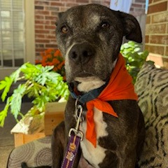 BONNIE MABEL - Boxer / Mix available for adoption