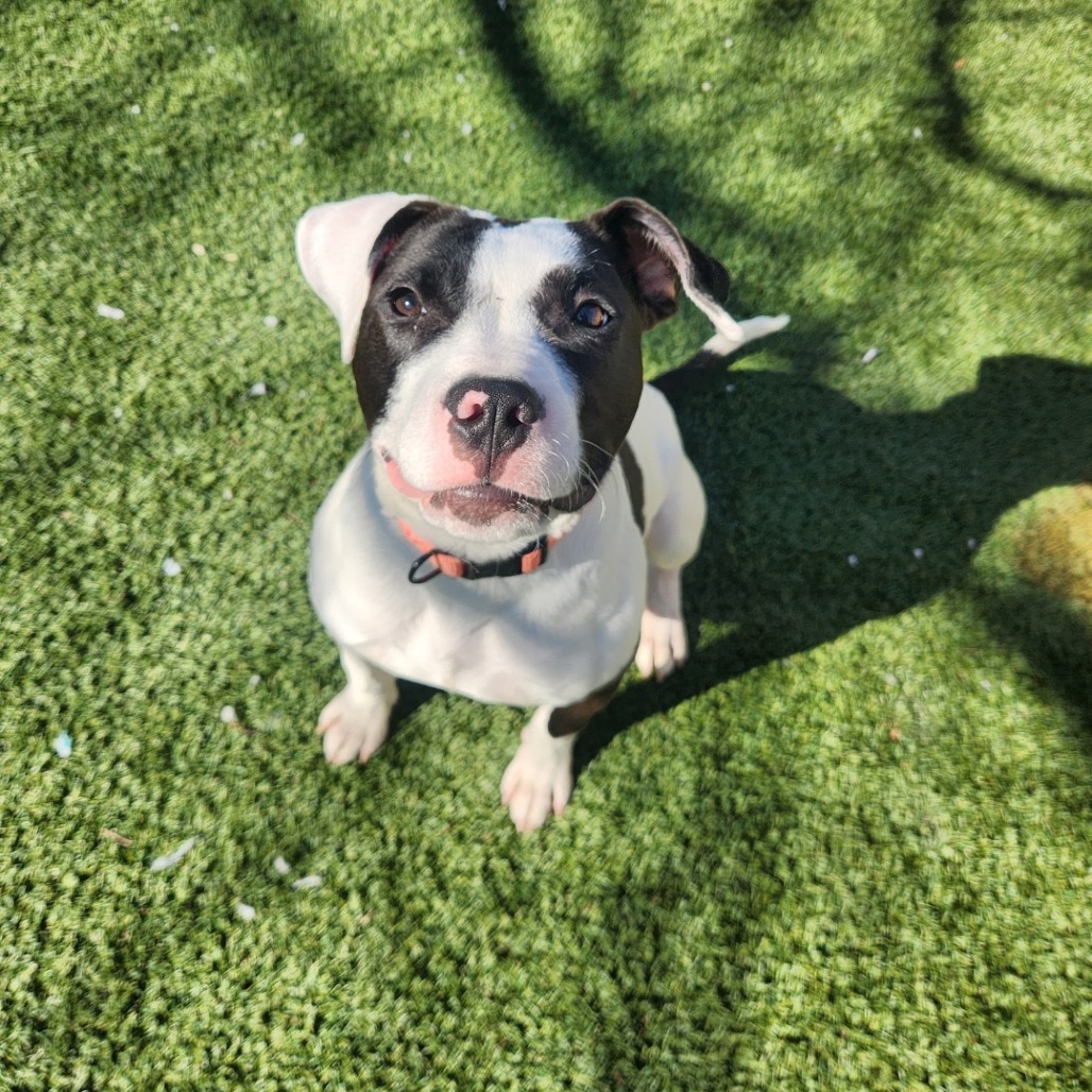 Missy — thumbnail 2