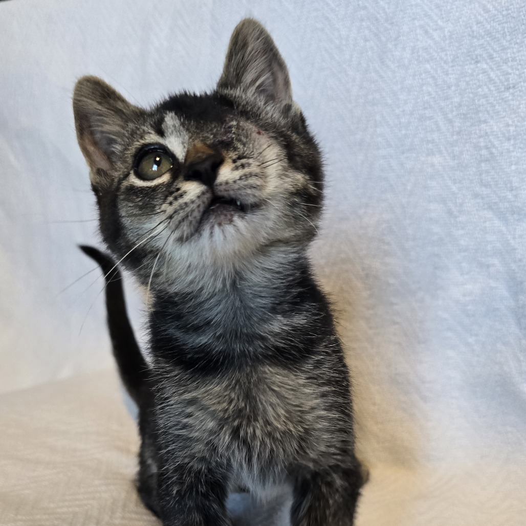 GEMMA - Domestic Shorthair available for adoption