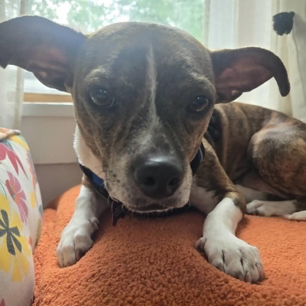 HANNAH - Mixed Breed (Small) available for adoption