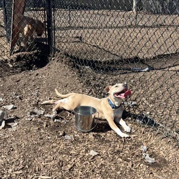 Pippa 01-1426, photo 2