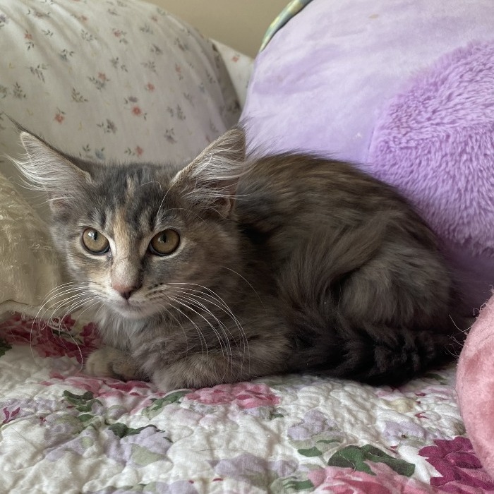 CHAI - Domestic Medium Hair available for adoption