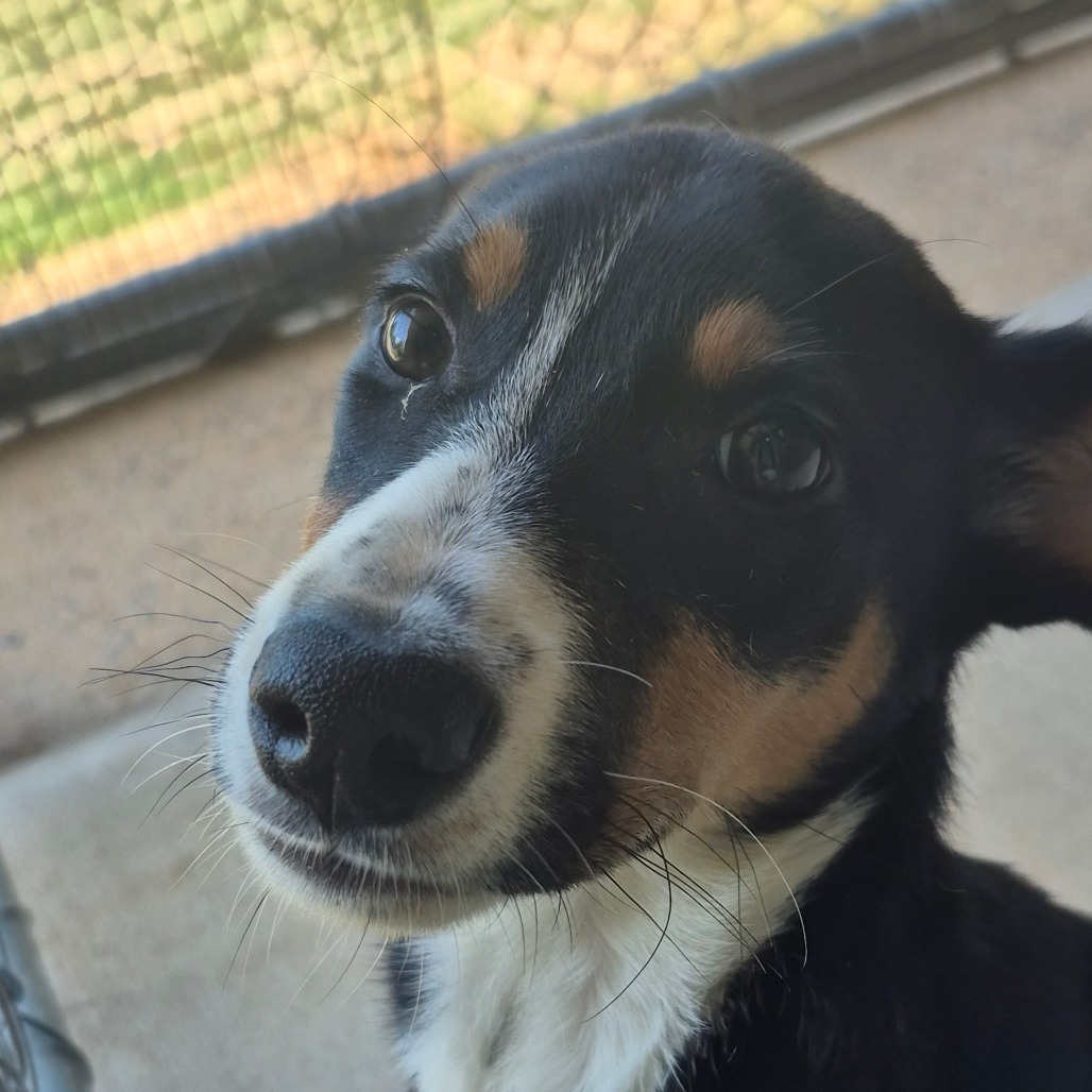 Australian Shepherd