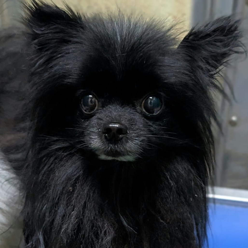 LEO (BONDED WITH ECHO) - Pomeranian available for adoption