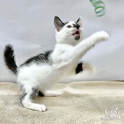 OTTO - Domestic Shorthair available for adoption