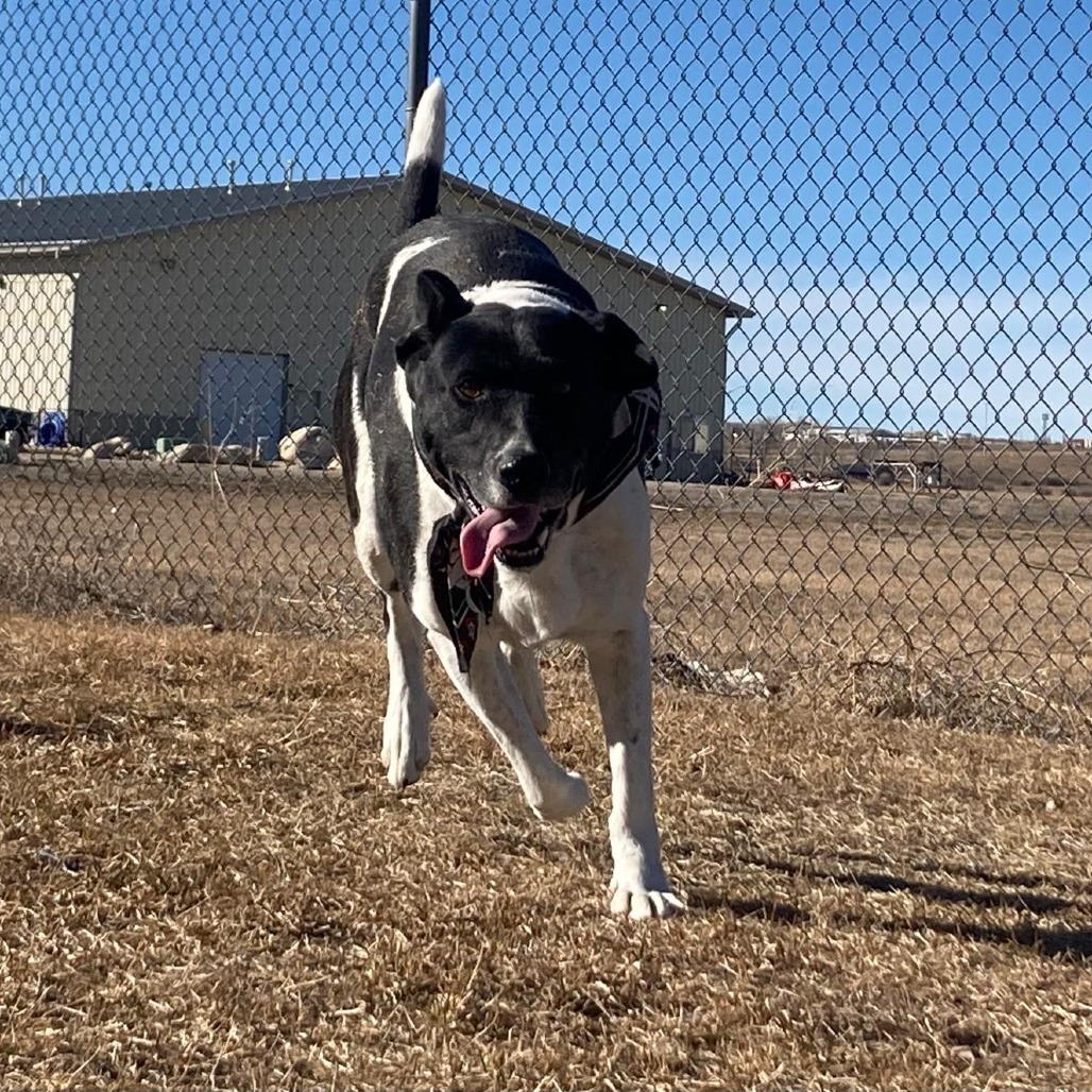 Butch, photo 3