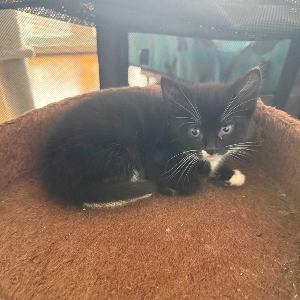 THUNDER - Domestic Shorthair for adoption in Silver Spring