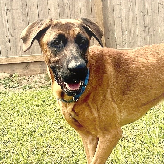 BERNARD - Shepherd, German / Mixed Breed (Medium) available for adoption