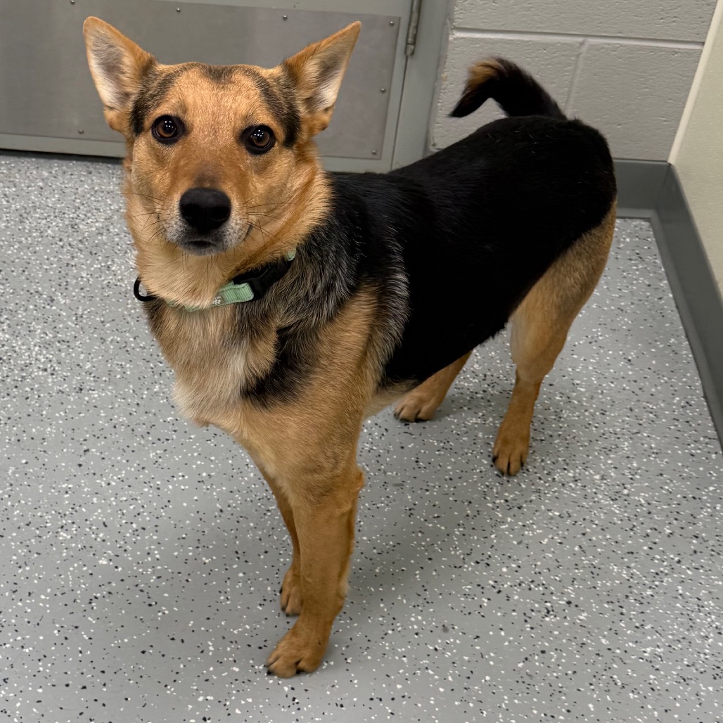 Bandit — thumbnail 5