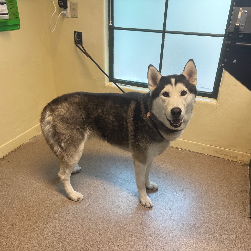 Siberian Husky