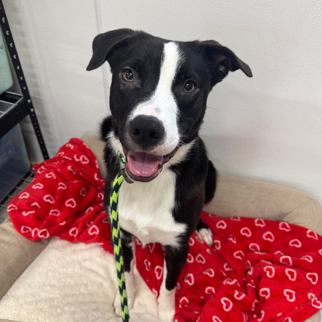 Bandit