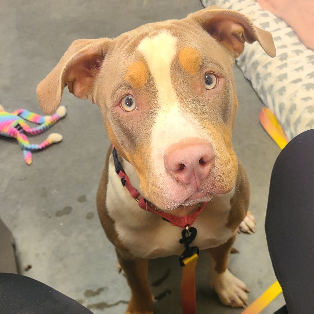 Photo of Roxie 4