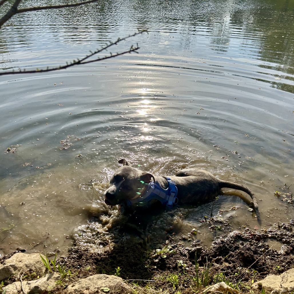 Flicka, photo 14