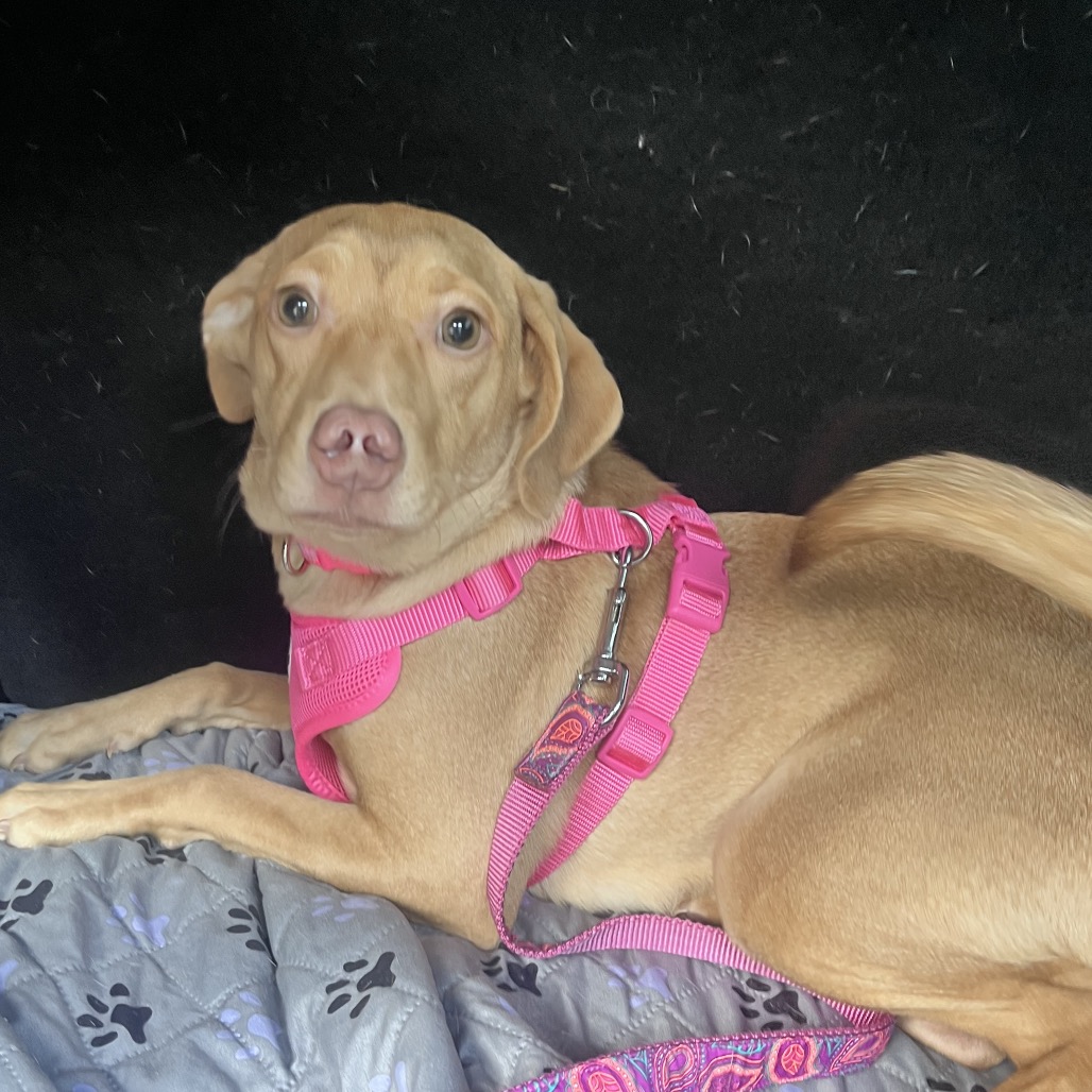 Star Crunch — thumbnail 2