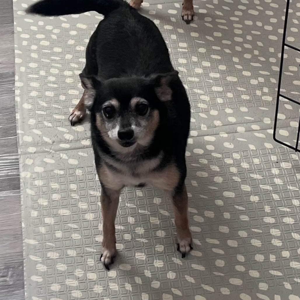 Chihuahua