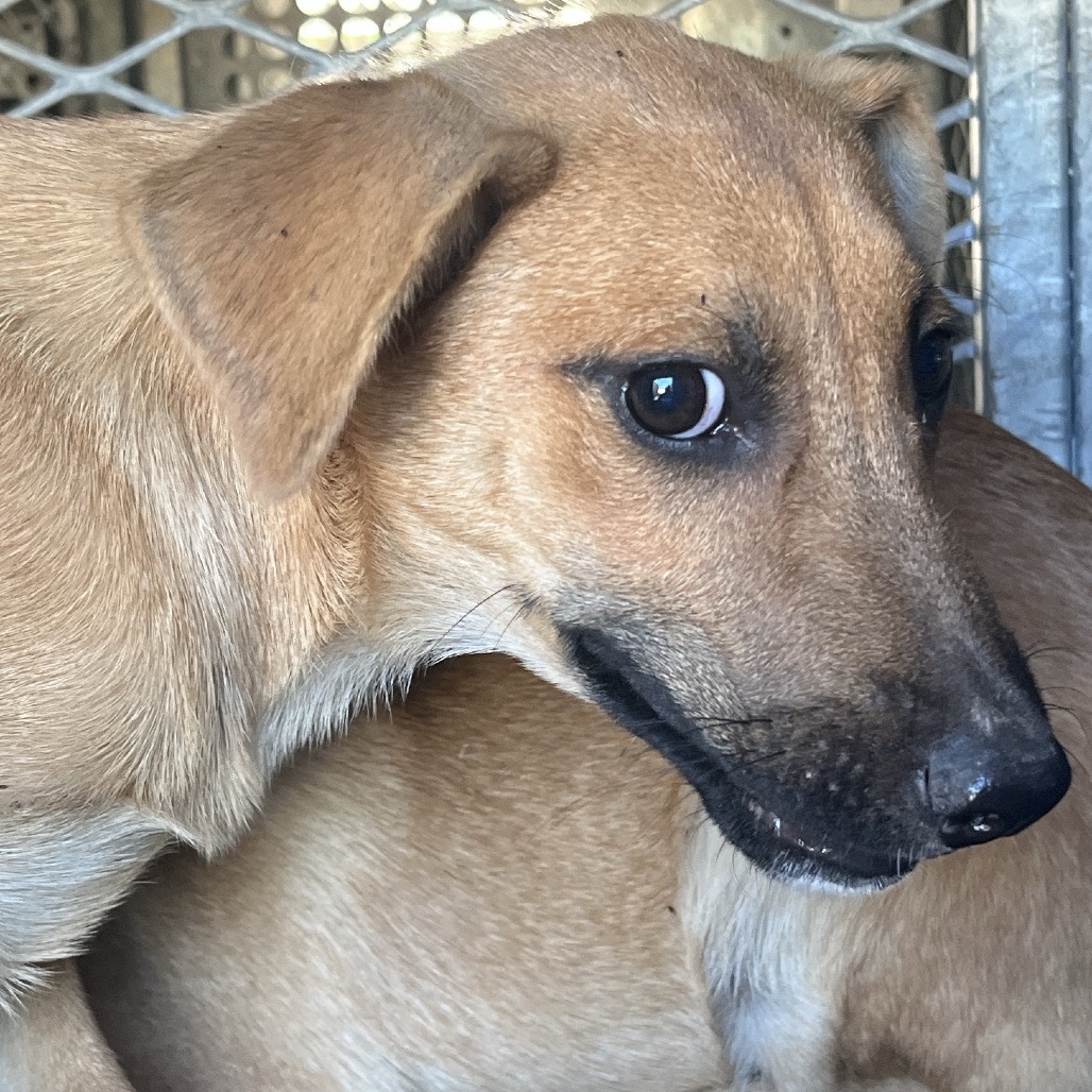 HERSHEY - Shepherd available for adoption
