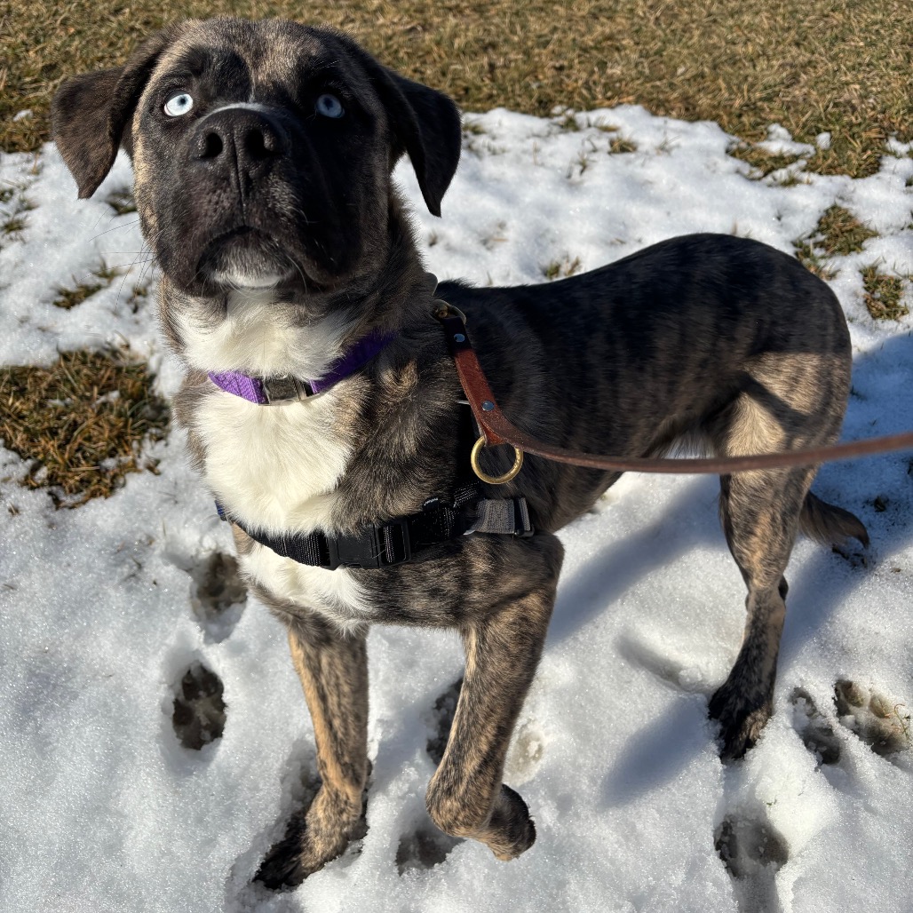 COBALT - Mixed Breed (Large) available for adoption