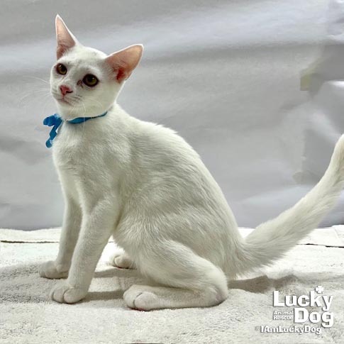 THEODORE - Domestic Shorthair available for adoption