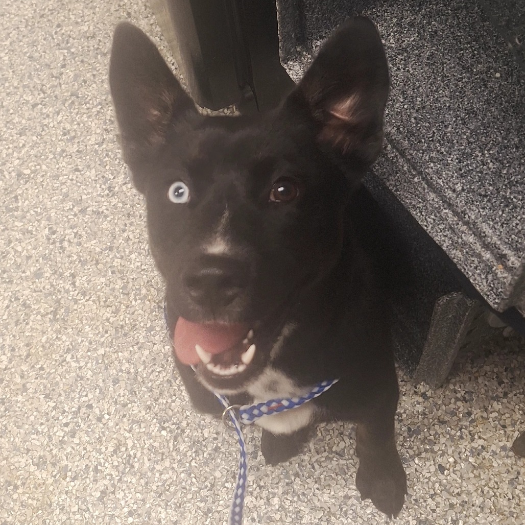 Labrador Retriever