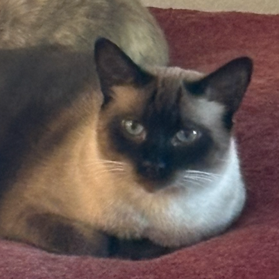 Luke - Domestic Shorthair