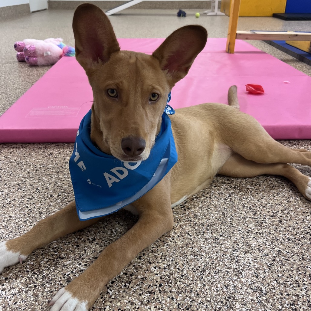 GOUDA - Husky / Mixed Breed (Large) available for adoption