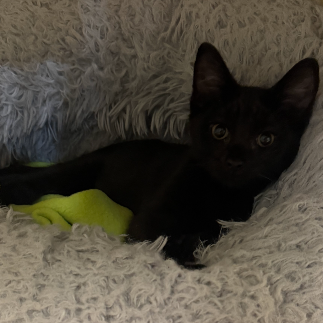 Seb, adopted